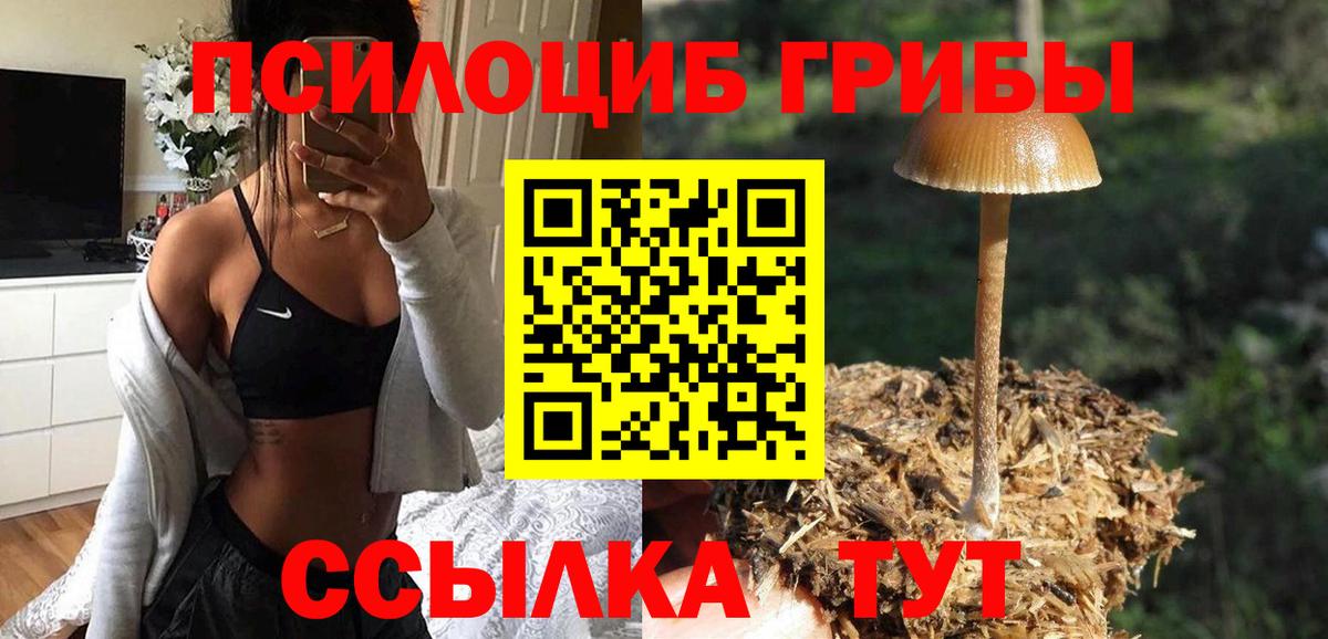 Пугачёв  Псилоцибиновые грибы MAGIC MUSHROOMS  Вход с VPN 